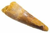 Fossil Spinosaurus Tooth - Real Dinosaur Tooth #345568-1